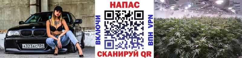 МАРИХУАНА MAZAR  Купить закладки  Володарск 